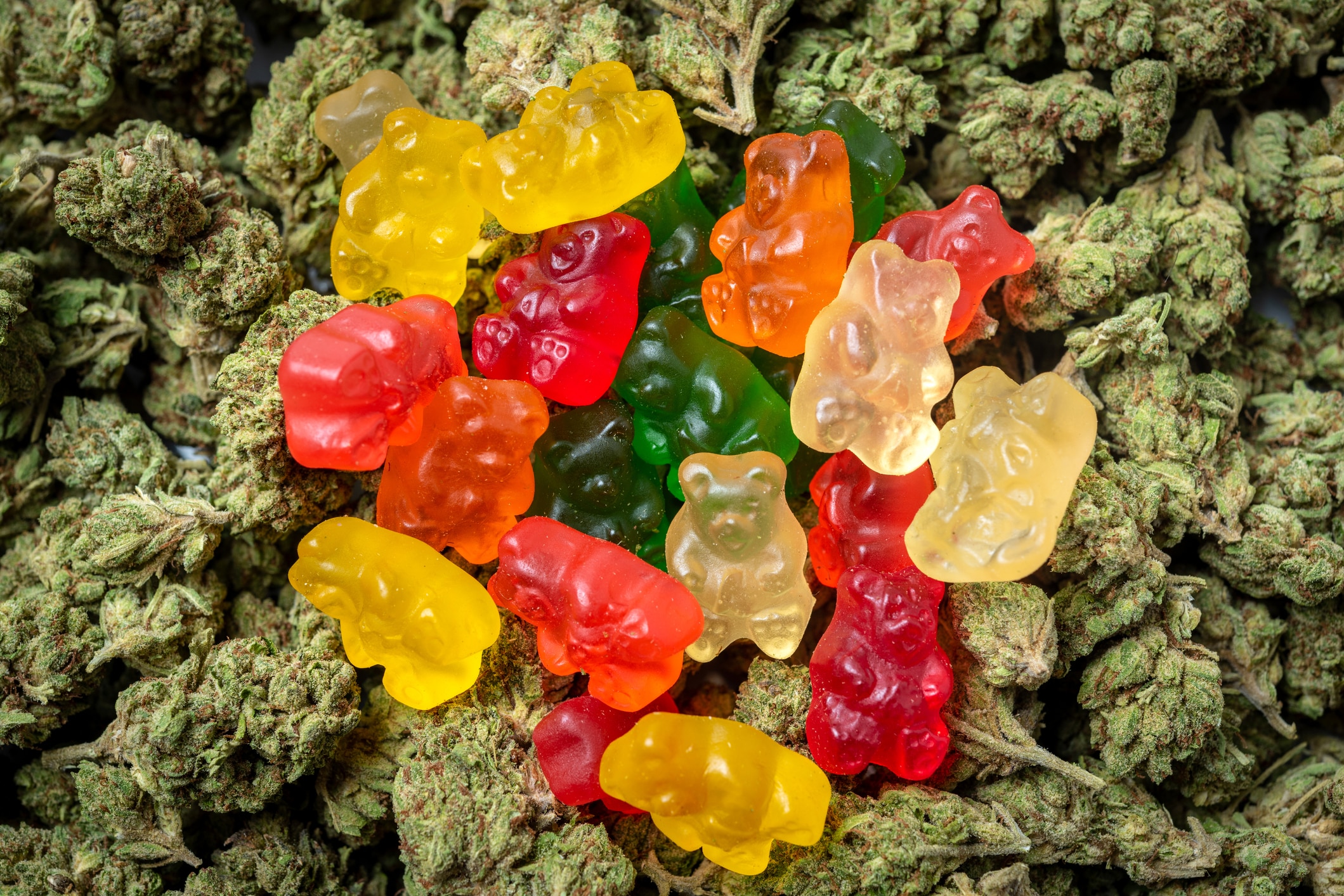 Organic Marijuana Gummy Bear Candies